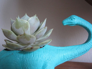 Dinosucculent